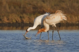 Images Dated 12th January 2009: Whooping Crane (Grus americana) wintering at Aransas National Wildlife Refuge, Texas