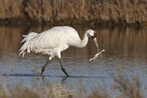 Whooping Crane (Grus americana) wintering at Aransas National Wildlife Refuge, Texas