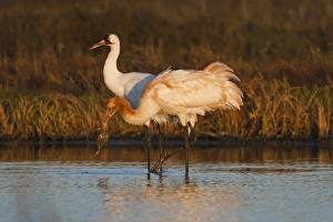 Whooping Crane (Grus americana) wintering at Aransas National Wildlife Refuge, Texas