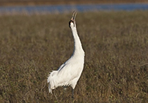 Images Dated 14th January 2009: Whooping Crane (Grus americana) wintering at Aransas National Wildlife Refuge, Texas
