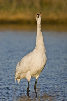 Whooping Crane (Grus americana) wintering at Aransas National Wildlife Refuge, Texas