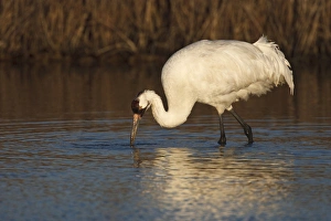 Images Dated 14th January 2009: Whooping Crane (Grus americana) wintering at Aransas National Wildlife Refuge, Texas