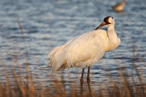 Images Dated 13th January 2009: Whooping Crane (Grus americana) wintering at Aransas National Wildlife Refuge, Texas