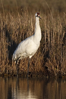 Images Dated 14th January 2009: Whooping Crane (Grus americana) wintering at Aransas National Wildlife Refuge, Texas