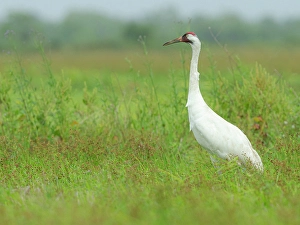 Images Dated 26th August 2024: Whooping crane hunting for food, Texas coast