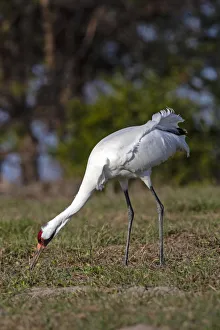 Endangered Prints: Whooping cranes (Grus americana) adult feeding