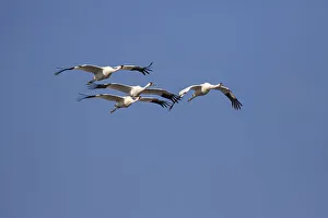 Endangered Prints: Whooping cranes (Grus americana) flock flying