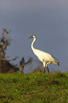 Grassland Prints: Whooping cranes (Grus americana) subadult feeding in upland meadow