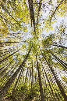 Images Dated 2nd August 2020: Wide angle view upward in the forest, Great Smoky Mountains, National Park