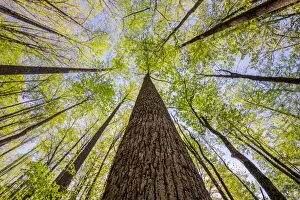 Images Dated 2nd August 2020: Wide angle view upward in the forest, Great Smoky Mountains, National Park
