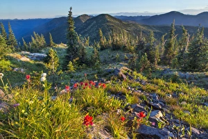 Werner Peak Prints: Widlfowers in the Whitefish Range from Werner Peak in the Stillwater State Forest