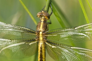 Widow Skimmer Prints: Widow (Libellula luctuosa) at a spring pont, Ithaca, NY, USA