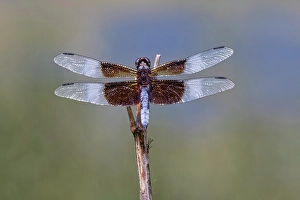 Widow Skimmer Prints: Widow skimmer dragonfly