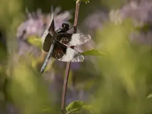 Widow Skimmer Prints: Widow skimmer dragonfly on monarda in prairie outside of Chicago, IL