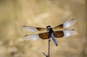 Widow skimmer dragonfly perching, Illinois