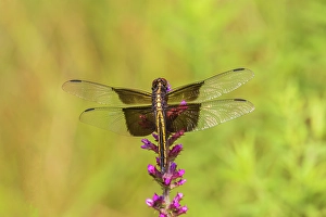 Images Dated 10th June 2024: Widow skimmer, female on prairie blazing star