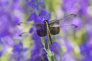 Animal Prints: Widow Skimmer (Libellula luctosa) female on Larkspur (Delphinium sp)