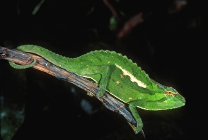 Images Dated 27th August 2012: Wiedersheims Chameleon, Chamaeleo wiedersheimi, Native to Camerouns