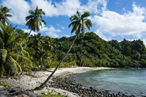 Palm Trees Prints: Wild beaches on the east coast of Tutuila island, American Samoa, South Pacific