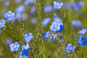 Images Dated 14th June 2009: Wild Blue Flax