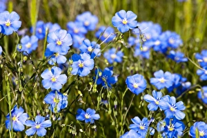 Wild Blue Flax