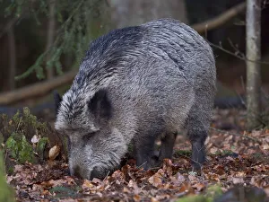 Wild boar (Eurasian wild pig, Sus scrofa) during winter in high forest