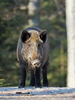 Neuschonau Prints: Wild boar in forest during winter