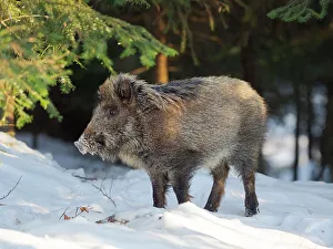 Neuschonau Prints: Wild boar in forest during winter
