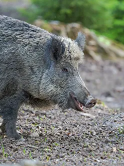 Europe Prints: Wild boar in high forest. Enclosure in the Bavarian Forest National Park, Germany, Bavaria