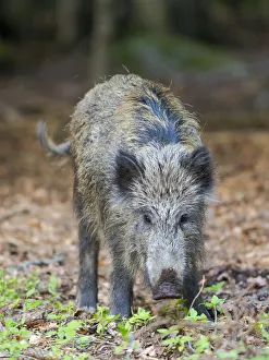 Wild Boar Prints: Wild Boar (Sus scrofa) in Forest. National Park Bavarian Forest, enclosure
