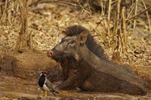 Images Dated 10th April 2010: Wild Boar, Tadoba Andheri Tiger Reserve (TATR), India