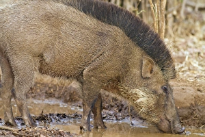 Boar Prints: Wild Boar, Tadoba Andheri Tiger Reserve (TATR), India