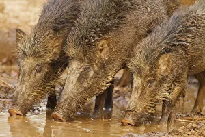 Images Dated 10th April 2010: Wild Boars drinking water in the waterhole, Tadoba Andheri Tiger Reserve (TATR), India