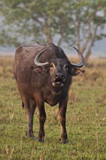 Wild Buffalo in the grassland, Kaziranga National Park, India