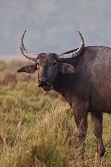 Images Dated 8th March 2011: Wild Buffalo, Kaziranga National Park, India