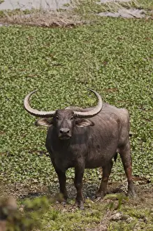 Images Dated 4th March 2011: Wild Buffalo near water body, Kaziranga National Park, India