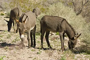 Images Dated 27th March 2018: wild burro, grazing, Red Rock Canyon Area, Nevada, USA