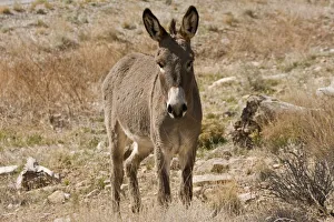 Images Dated 26th March 2018: Wild burro standing. Red Rock Canyon Area, Nevada, USA