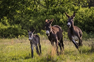 South Dakota Prints: Wild burros in Custer State Park, South Dakota, USA