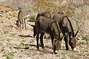 Images Dated 27th March 2018: Wild burros, equus asinus, grazing, Red Rock Canyon, Nevada, USA