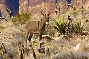 Burro Prints: Wild burros, equus asinus, grazing, Red Rock Canyon, Nevada, USA
