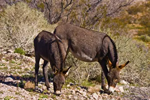 Images Dated 27th March 2018: Wild burros, equus asinus, grazing, Red Rock Canyon, Nevada, USA