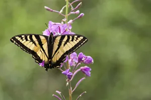 Michele Niles Prints: Wild butterfly on purple flowers in Hoh Olympic National Park, Washington State