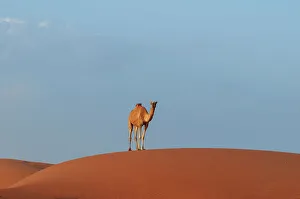 Vast Prints: A wild camel standing atop a large sand dune in a vast desert. Wahiba Sands, Oman