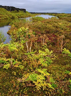Lonely Prints: Wild celery or norwegian angelica (Angelica archangelica)