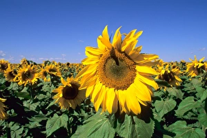 Images Dated 22nd February 2006: Wild colors of sunflowers in Jamestown North Dakota