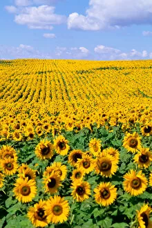 Images Dated 22nd February 2006: Wild colors of sunflowers in Jamestown North Dakota