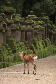A wild deer stands next to a long line of stone lanterns at the entrance to Kasuga