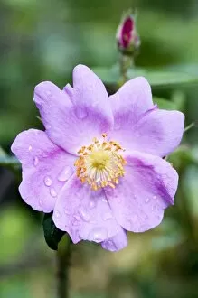 Wild dew covered Nootka Rose (Rosa nutkana) flower and bud - Fairbanks, Alaska