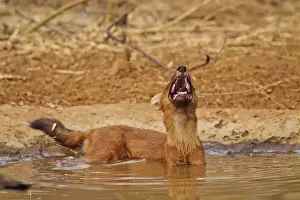 Pack Prints: Wild Dog catching the scent, Tadoba Andheri Tiger Reserve (TATR), India